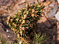 Picea abies Pipek IMG_5057 (VALENTA) Świerk pospolity